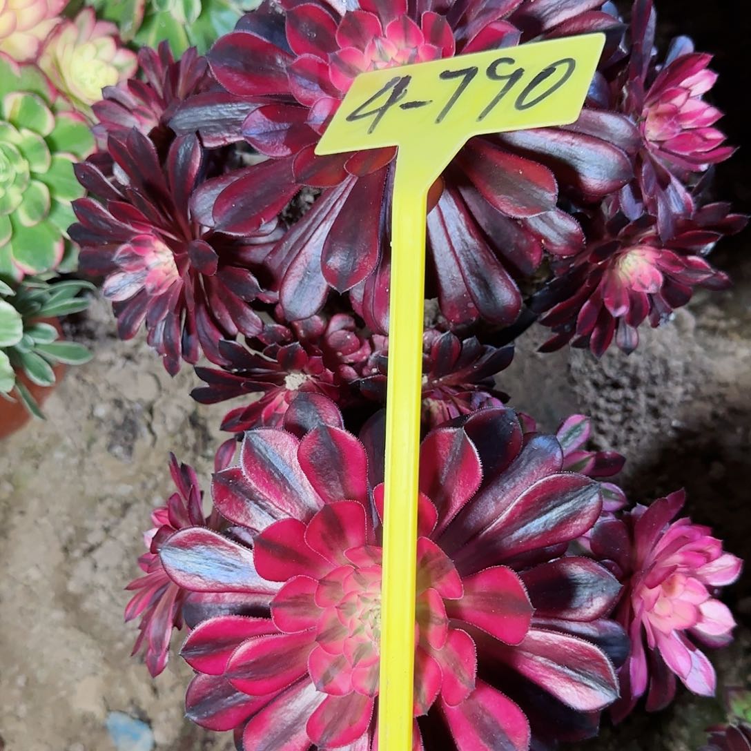 改*4-790--+多头多肉植物