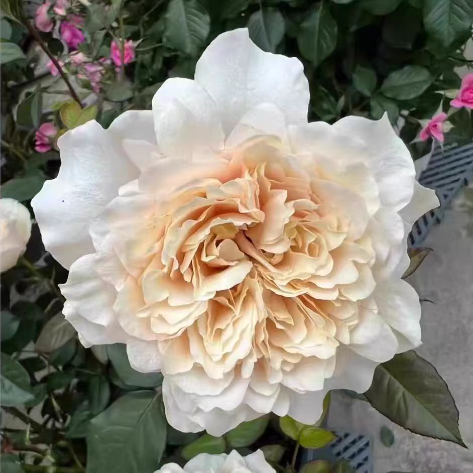 新品园丁老班 月季花苗耐热抗病月季玫瑰花卉绿植盆栽地栽庭阳台