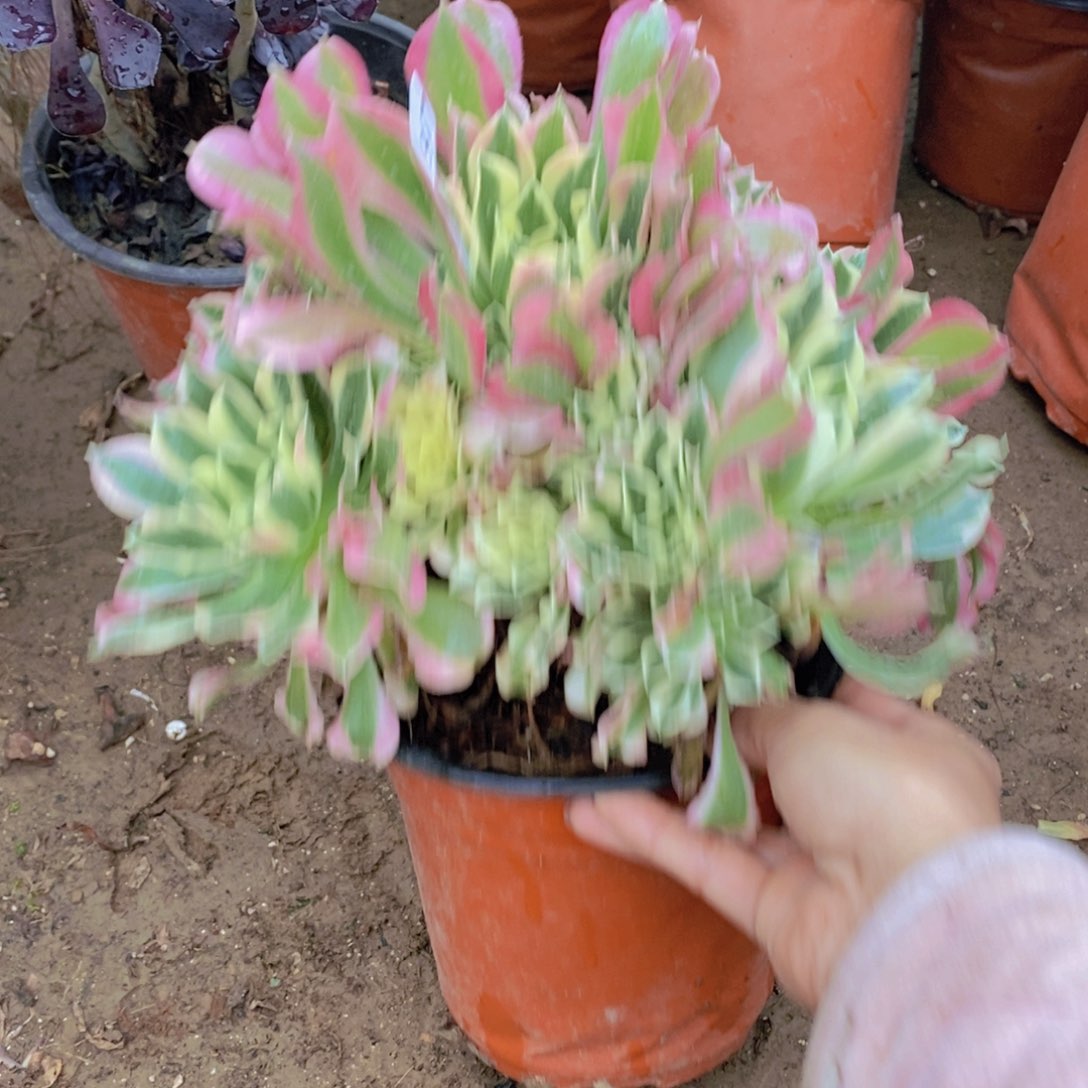 1197 号一物一拍多肉植物