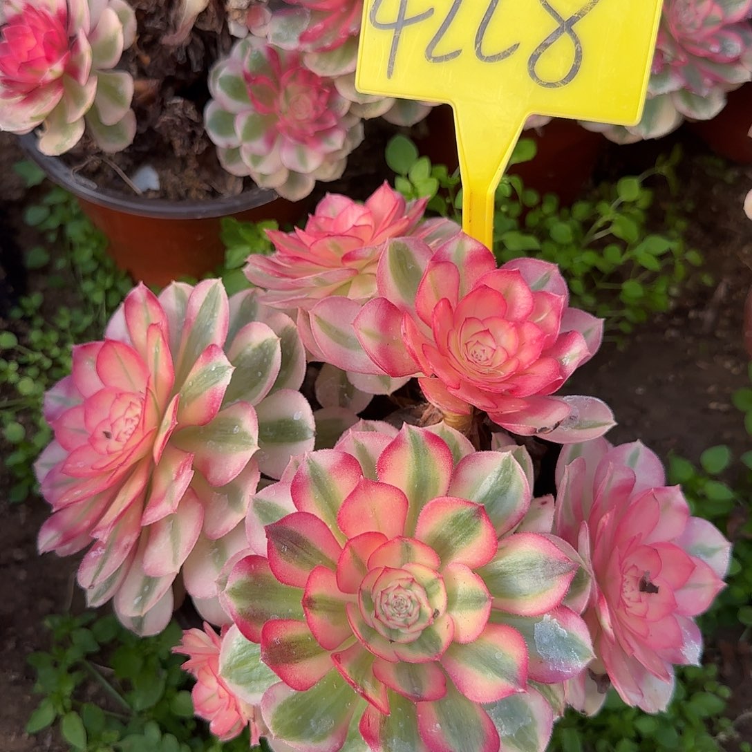 4228--倾城之恋多头