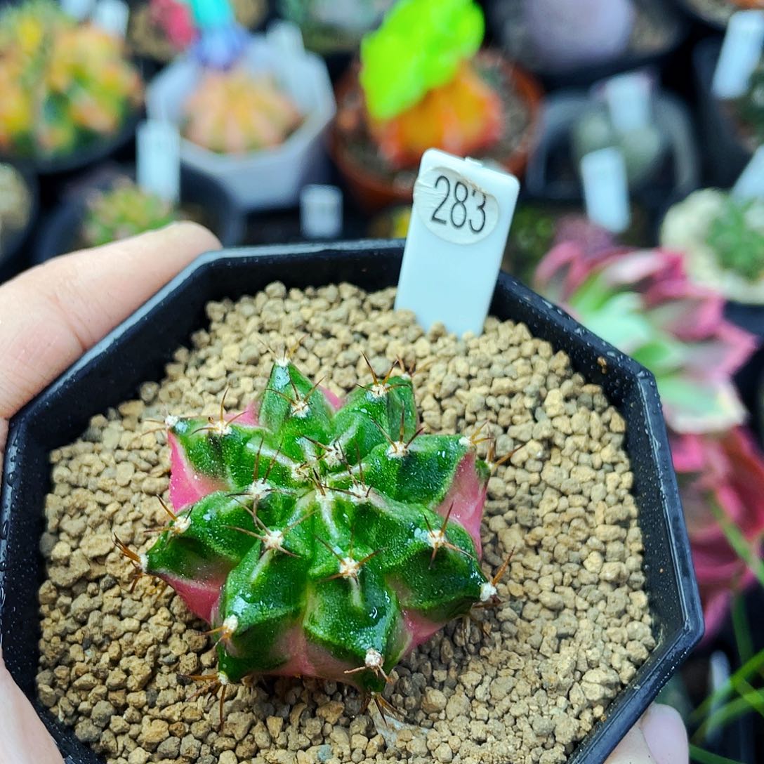 E***n3.6cm 非偏远地区满25包邮仙人球