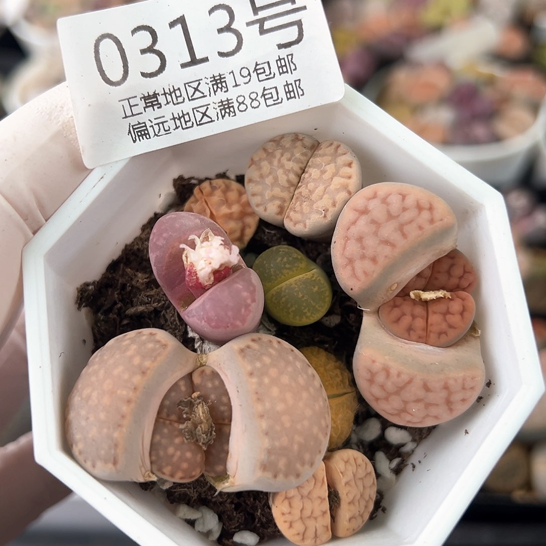 好养易活生石花大母本0313