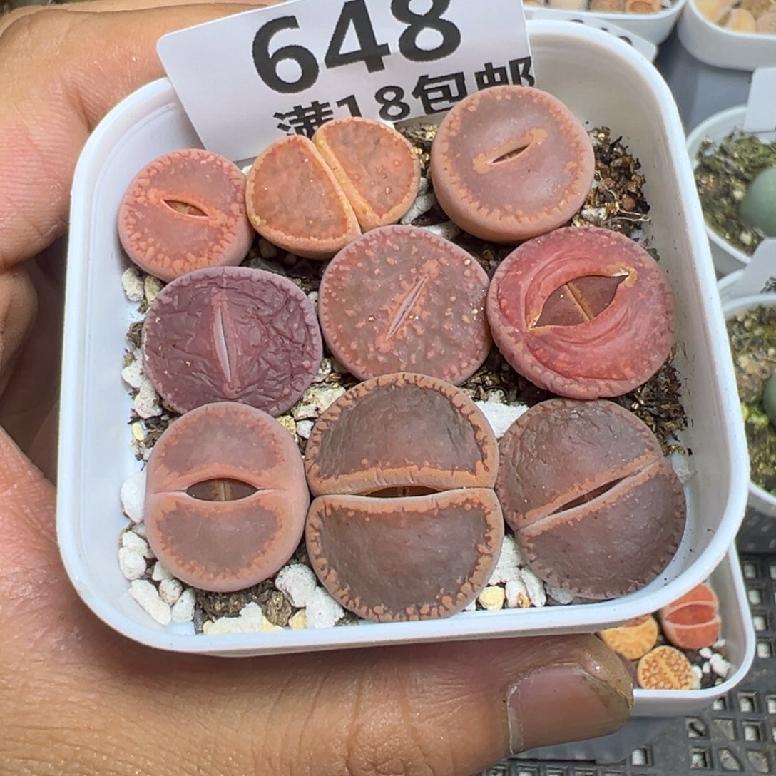 【闪购商品】 648。