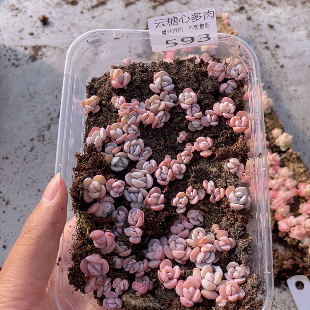 云糖心多肉植物593