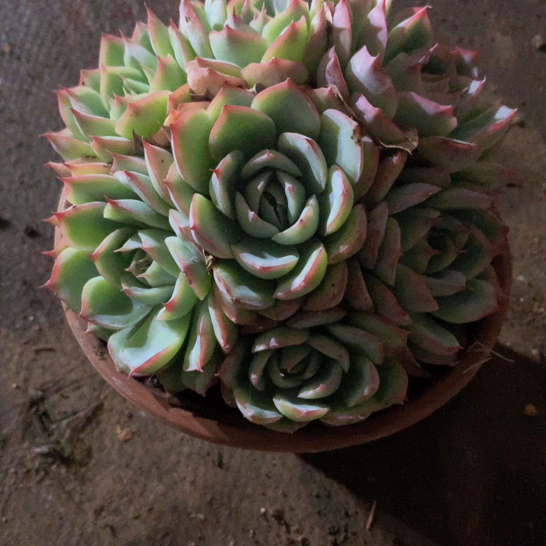 一****！侧影11公分一物一拍