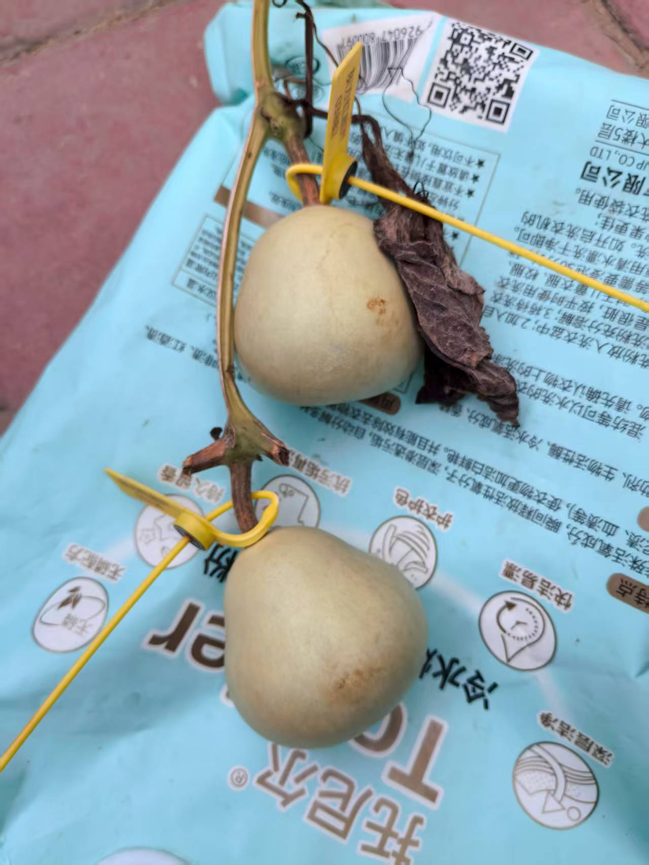 云朵梨全品无暇厚皮青皮新鲜可体验打皮练手文玩精品