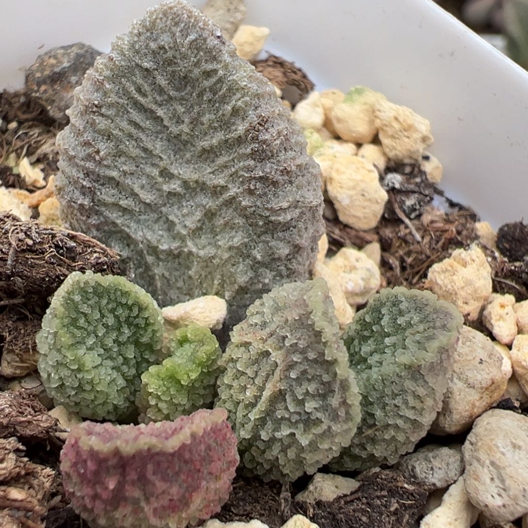 绿色系冰晶流淌纹实生新品大苗