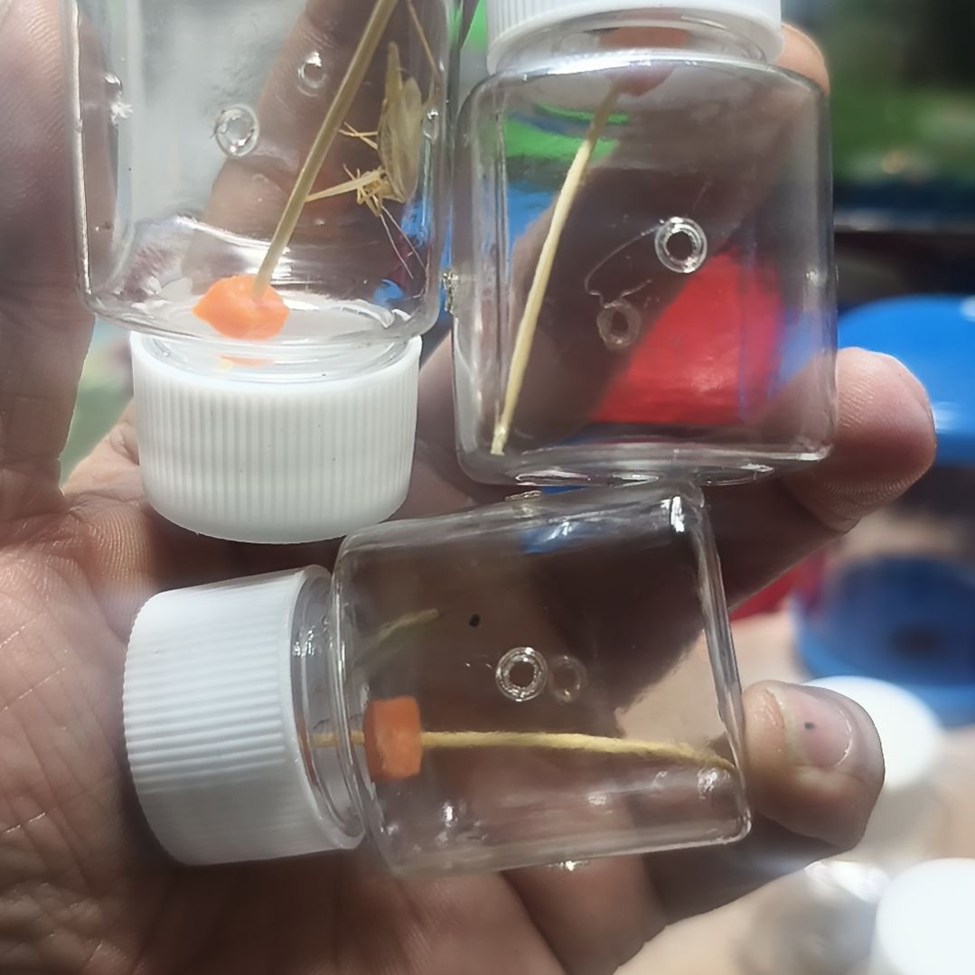 云南野生竹蛉三条