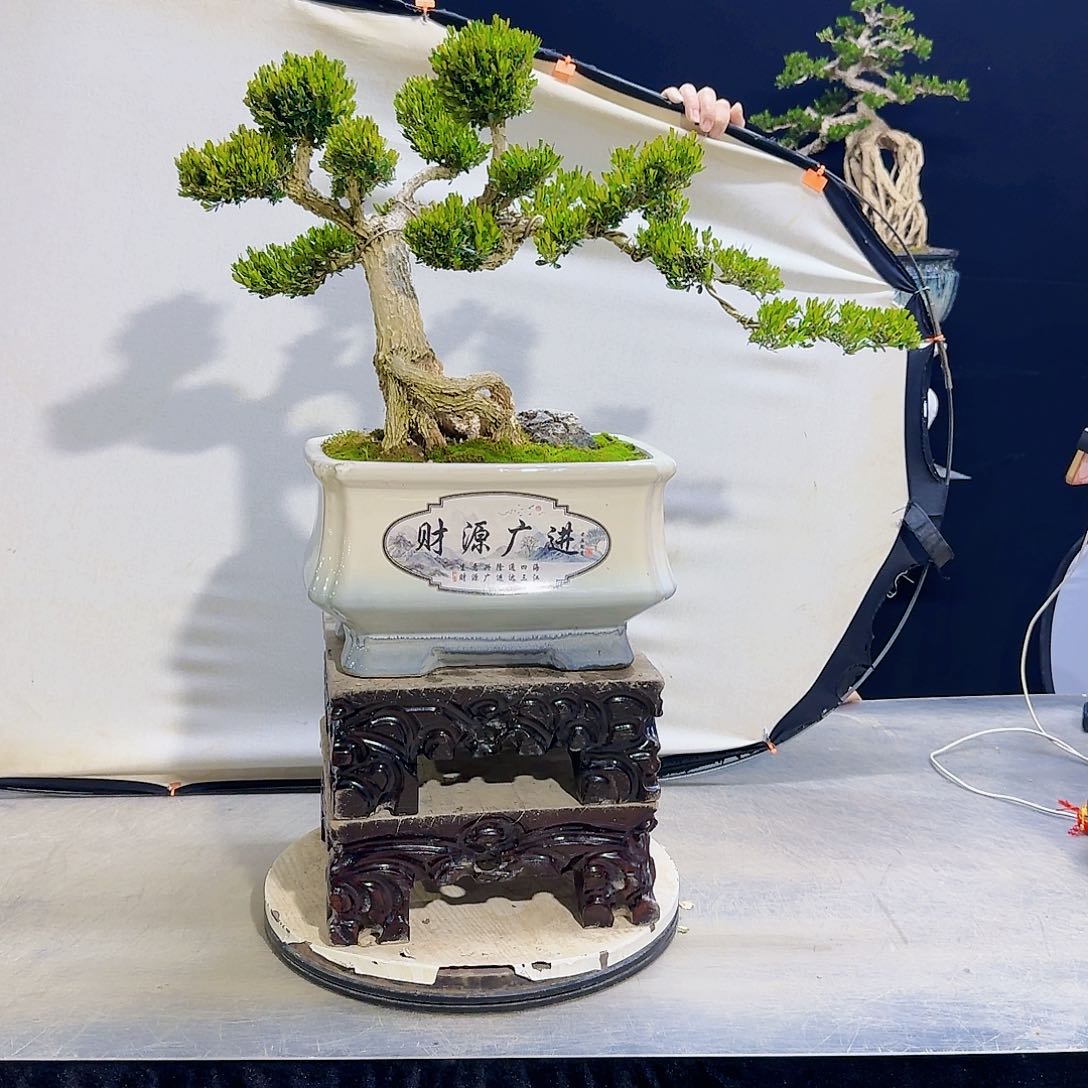 高端黄杨盆景艺术