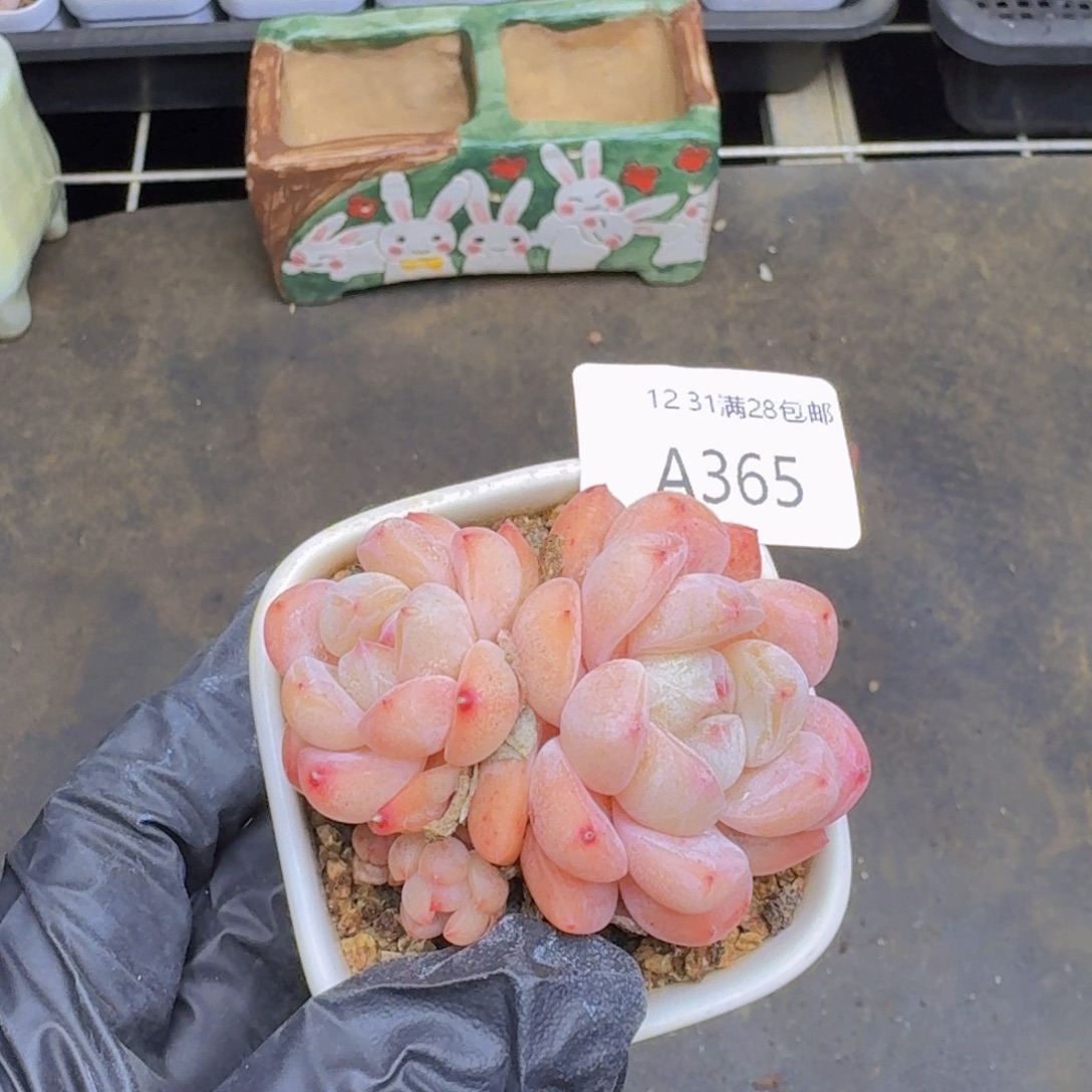 且****刚毅粉一颗脱土发