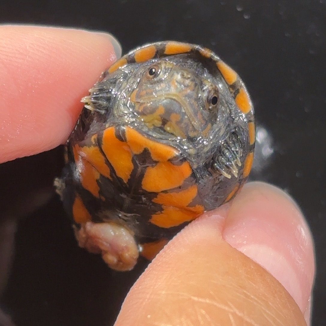 宠物龟不分公母全品大眼睛超红美版小种