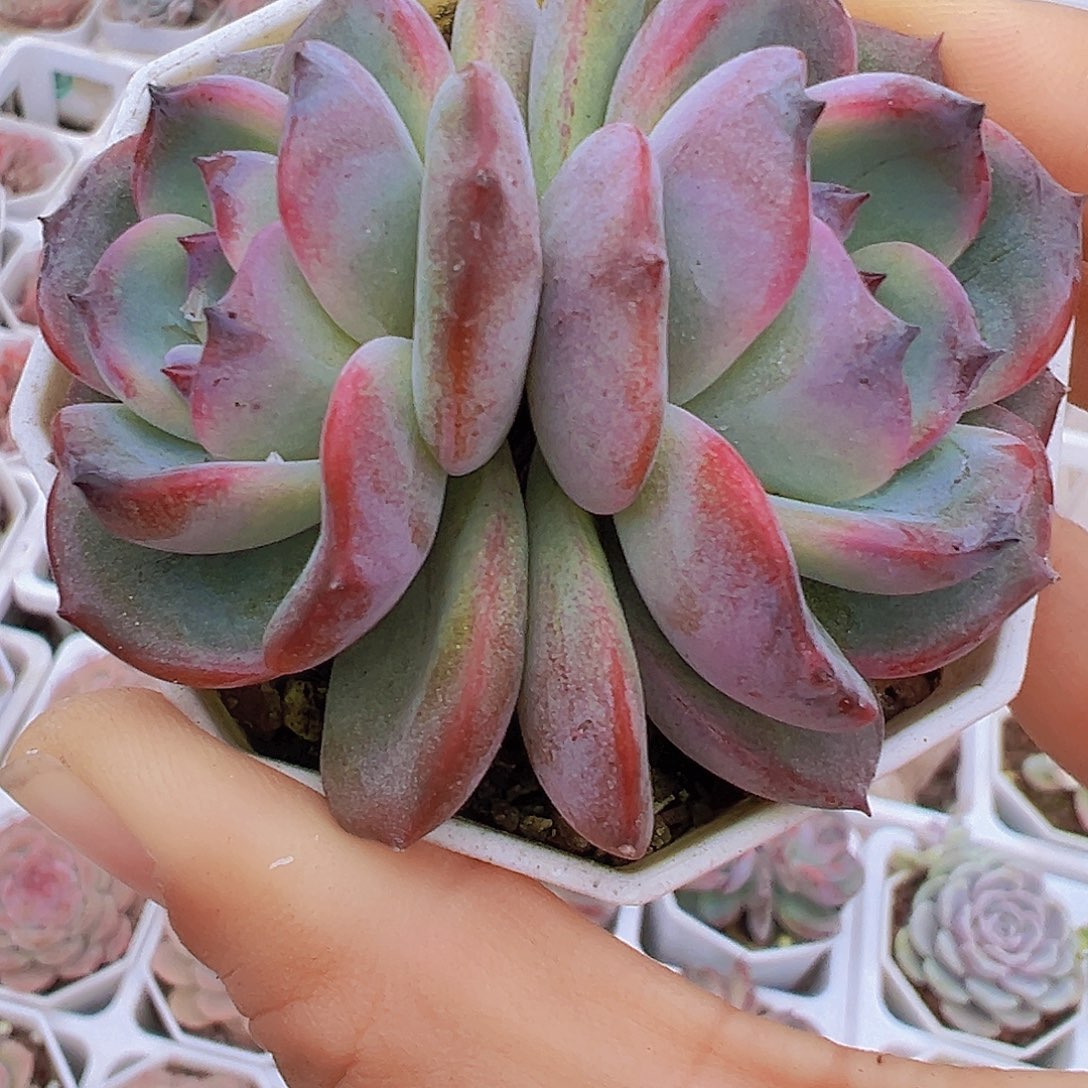 双头大黑橙19包邮