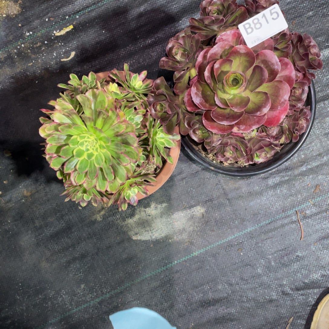 天河魅金玫瑰多肉 815