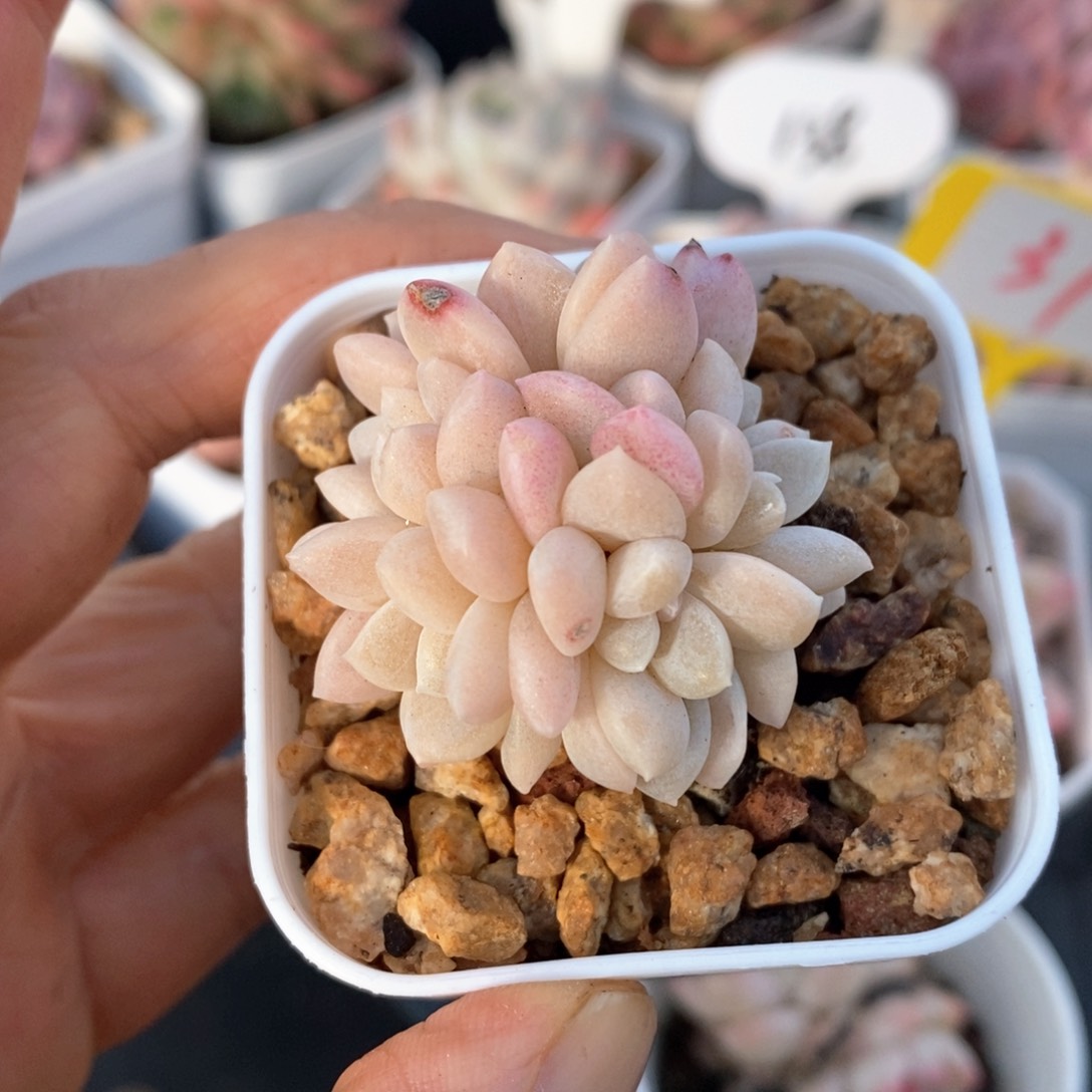 精品多肉一物一拍不包整33