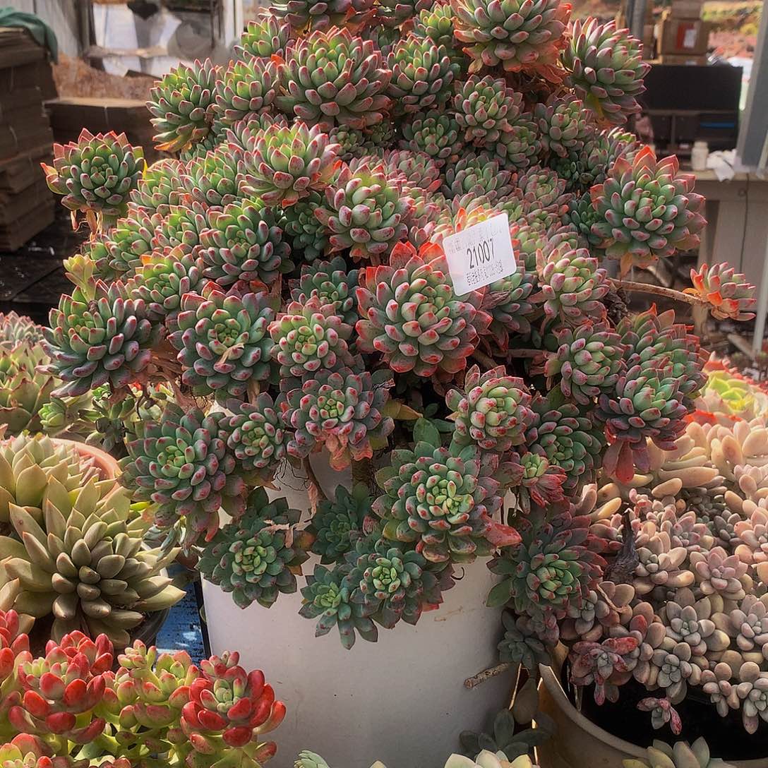 遥***言蓝苹果21007多肉多肉