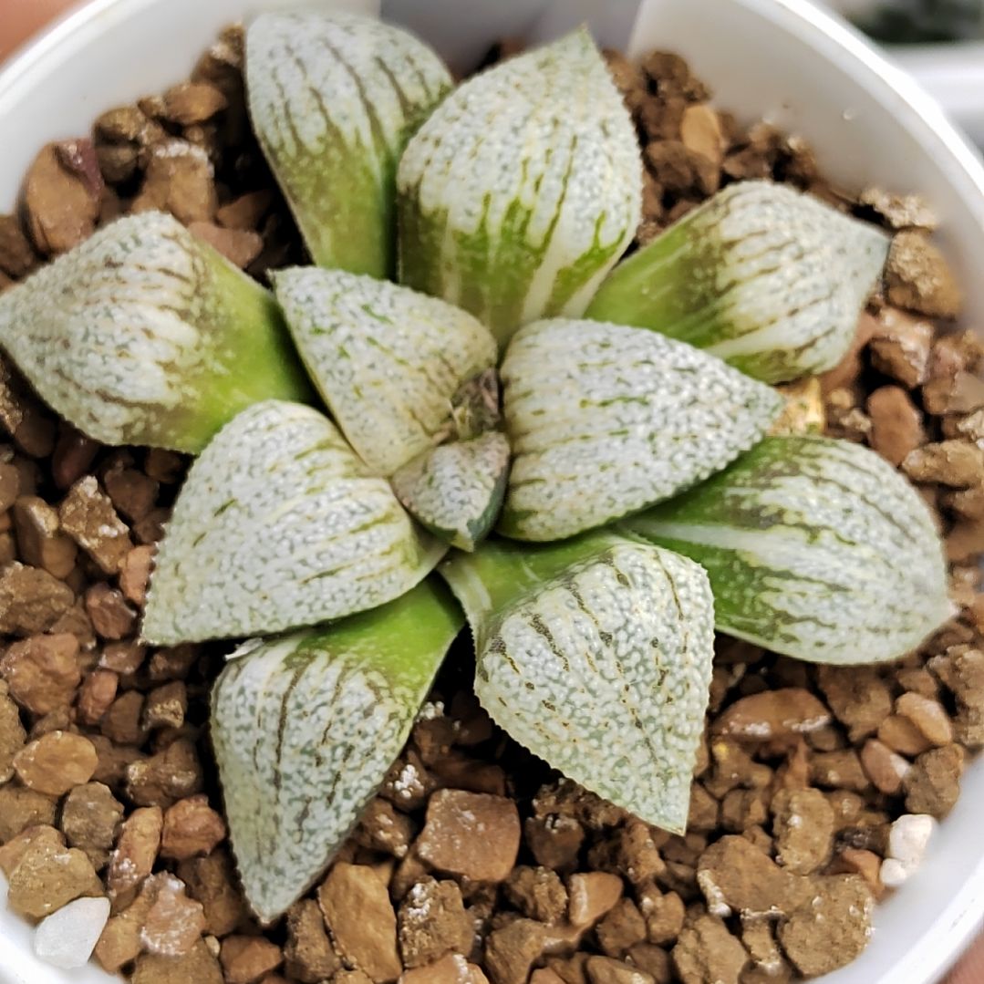 259大久保白银锦 7厘米左右一物一拍带盆