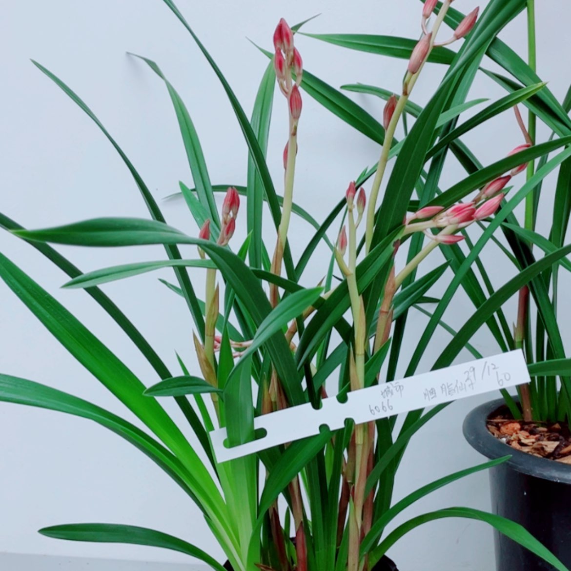 【闪购商品】无花朵城**人