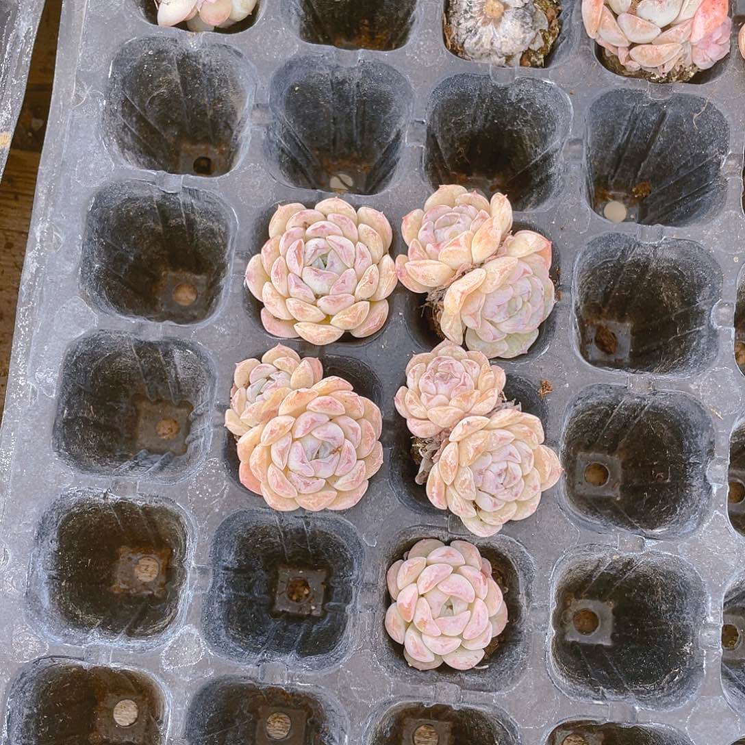 5个小菊花穴满25包邮