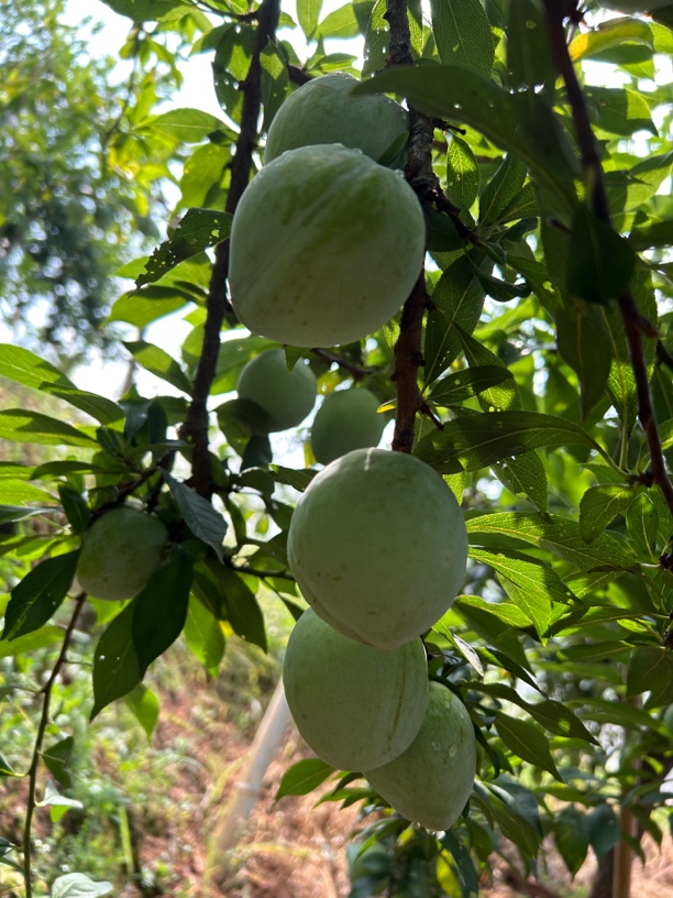 湖南湘西新鲜脆甜多汁当季奈李孕妇水果