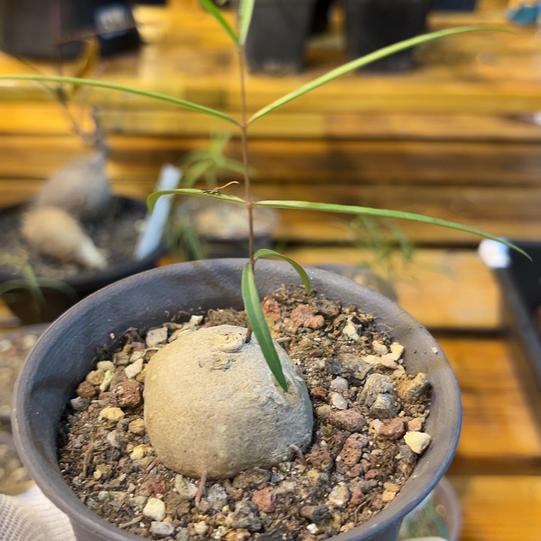汤圆植物润肺草好看
