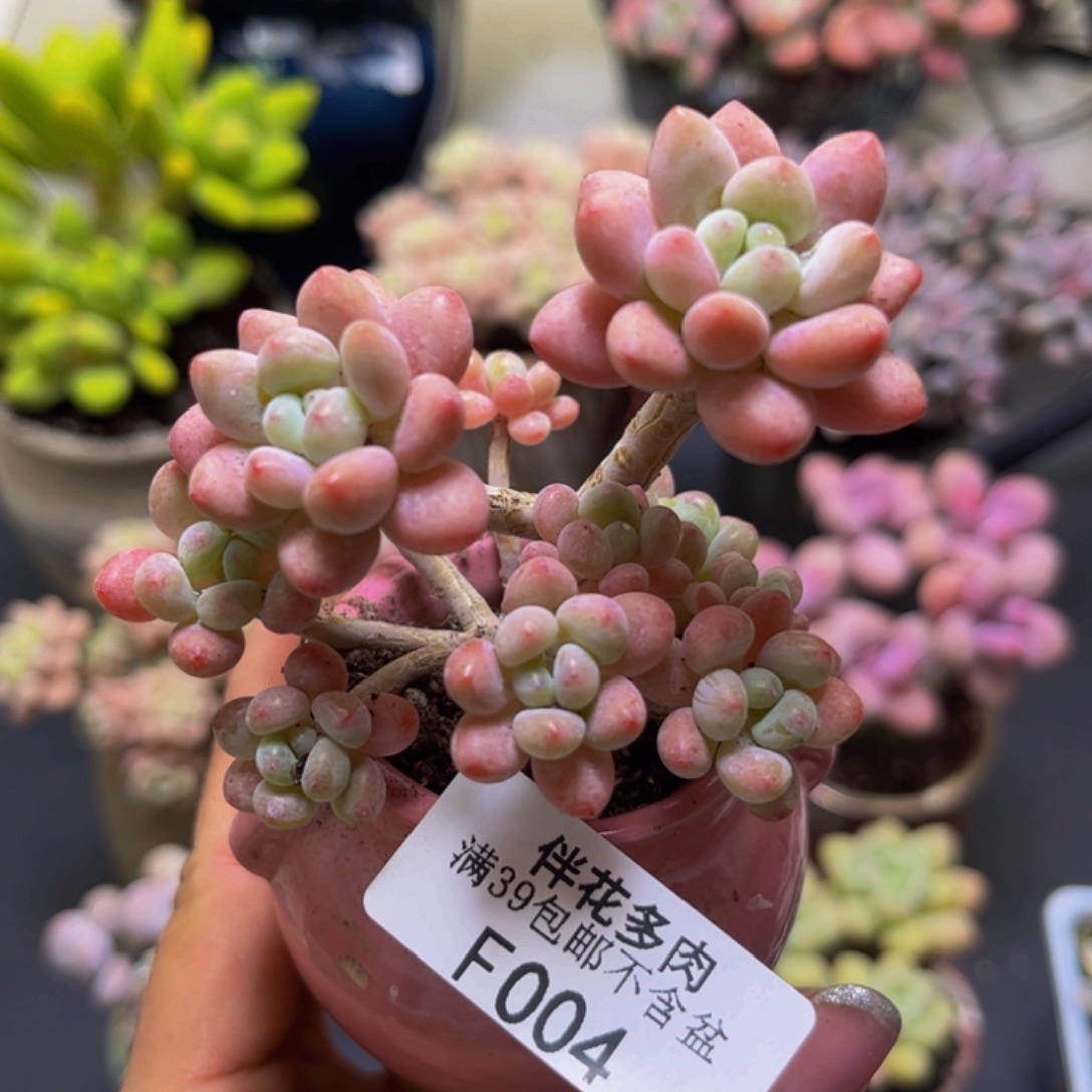 鱼子酱004/7cm多肉