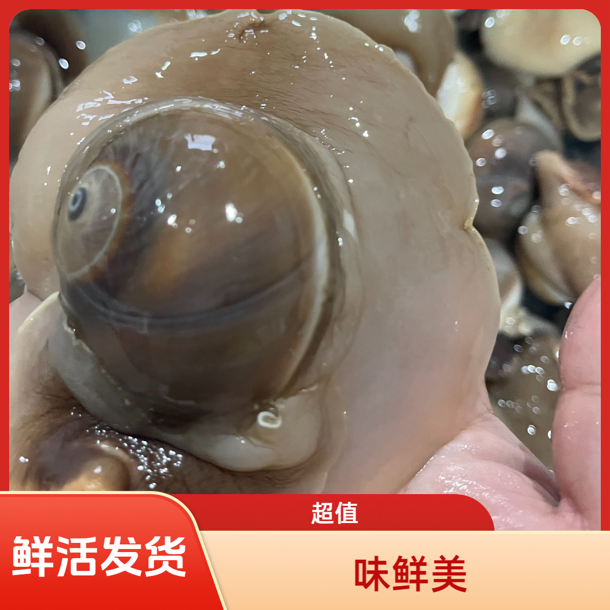 空运丹东当地香螺8-12头/斤 大猫眼螺 90%无沙鲜活发货到货不保活