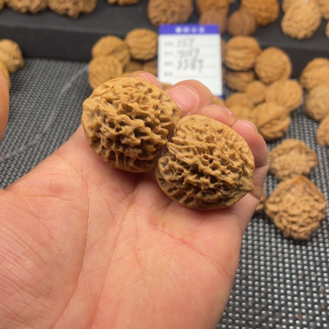 秦岭的小王核桃啊啊啊