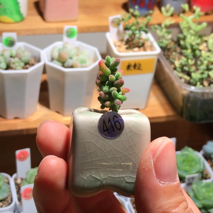 416蜜桔糖球枝干