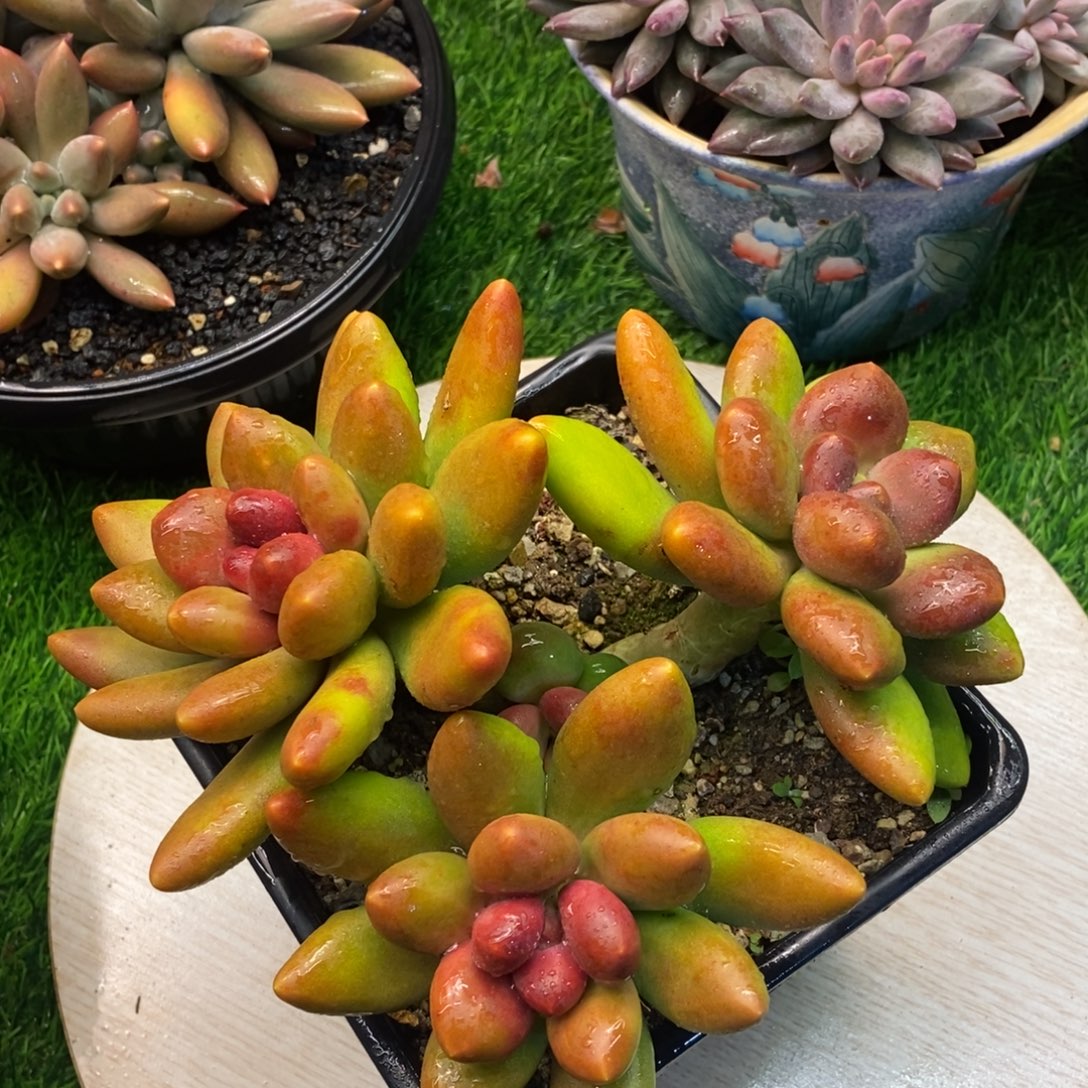 芒果奶群多肉植物