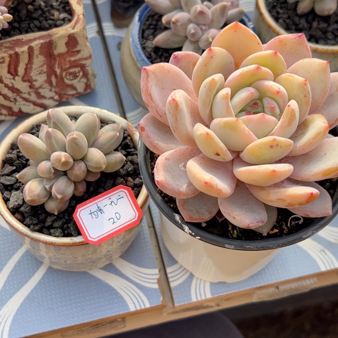 多人则多肉植物多肉