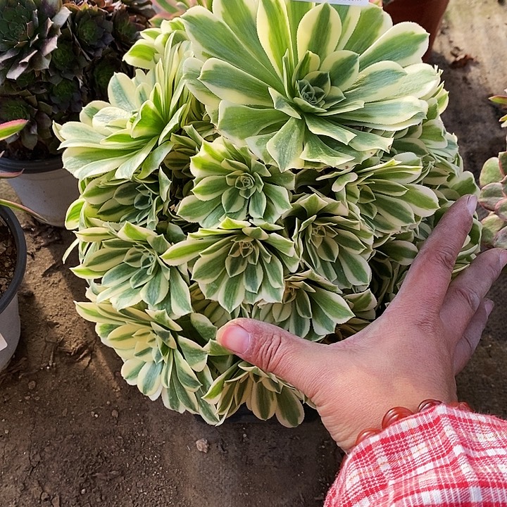 1641迈巴赫多肉有断枝处理