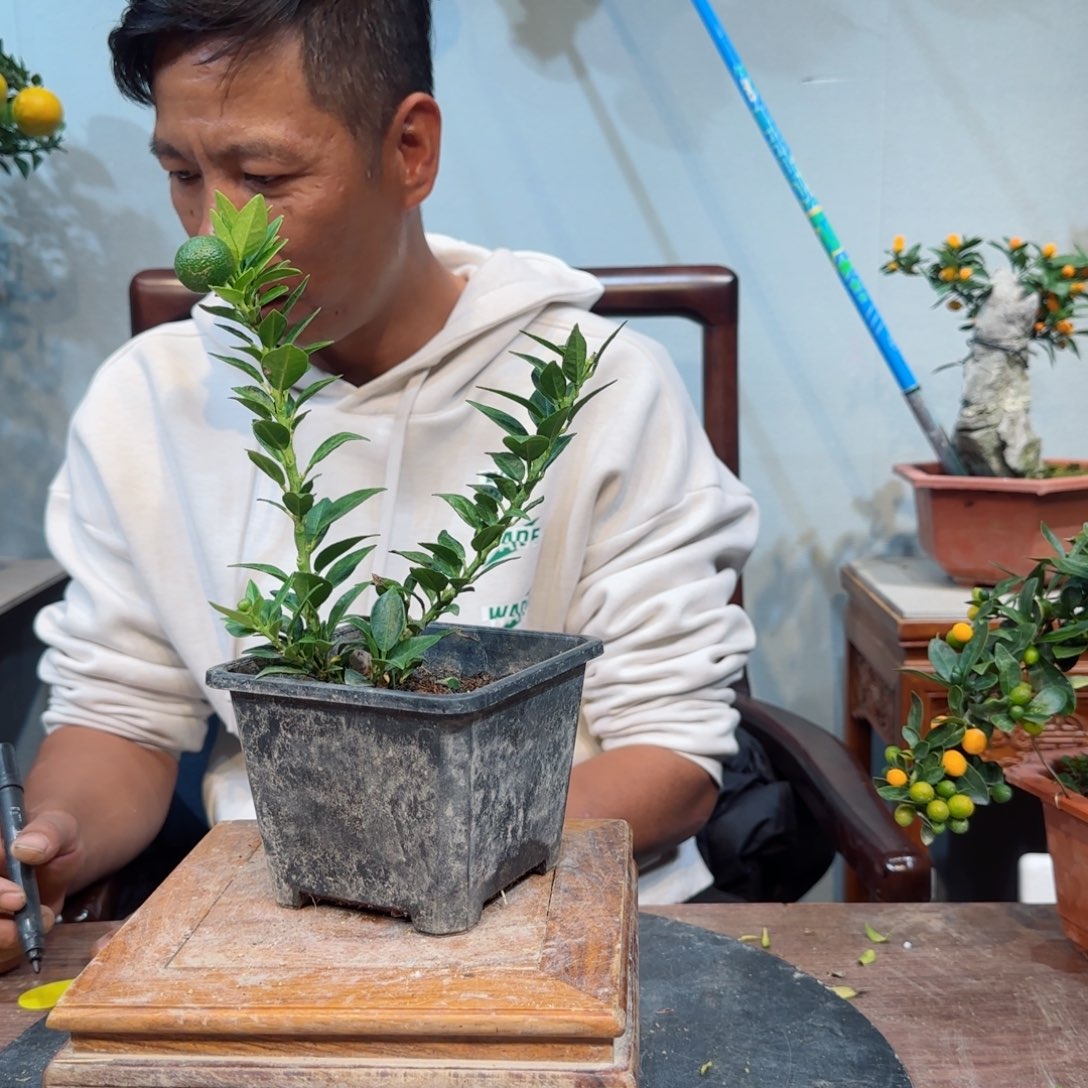 当前无花朵，栽培后可花朵得***?