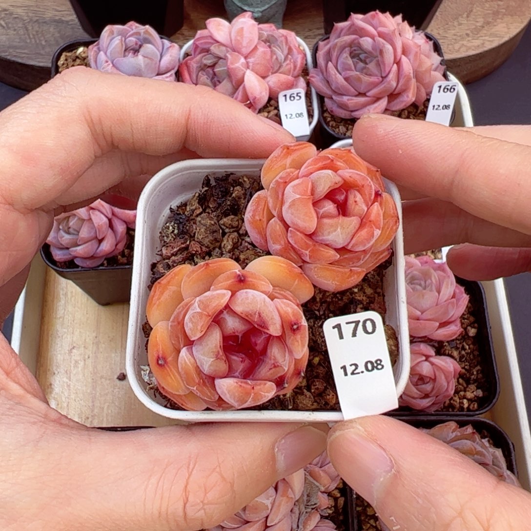 好好看170、哈哈哈哈