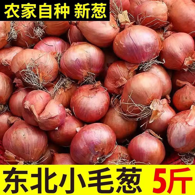 东北小毛葱《源头好货》
