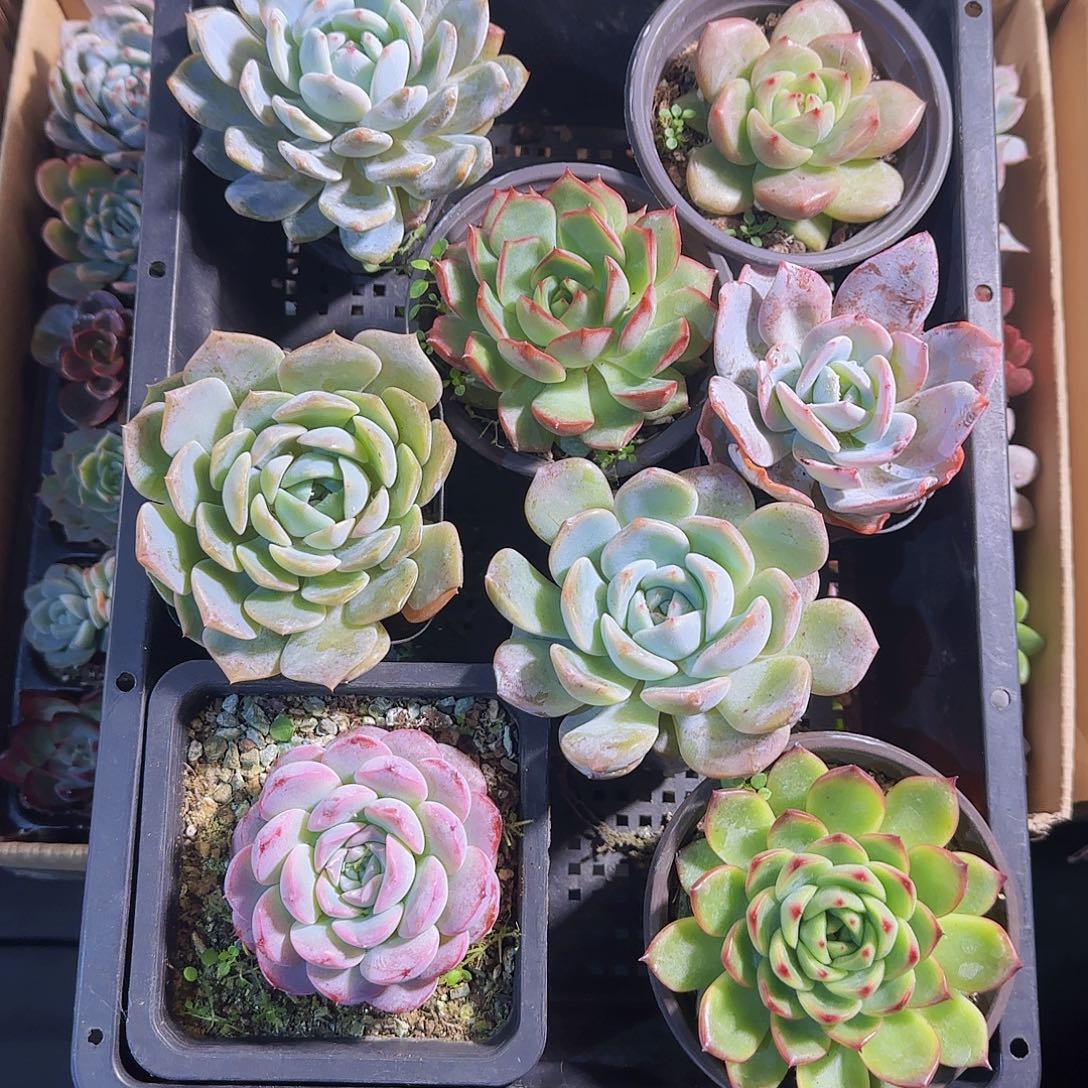 多肉植物带盆发货