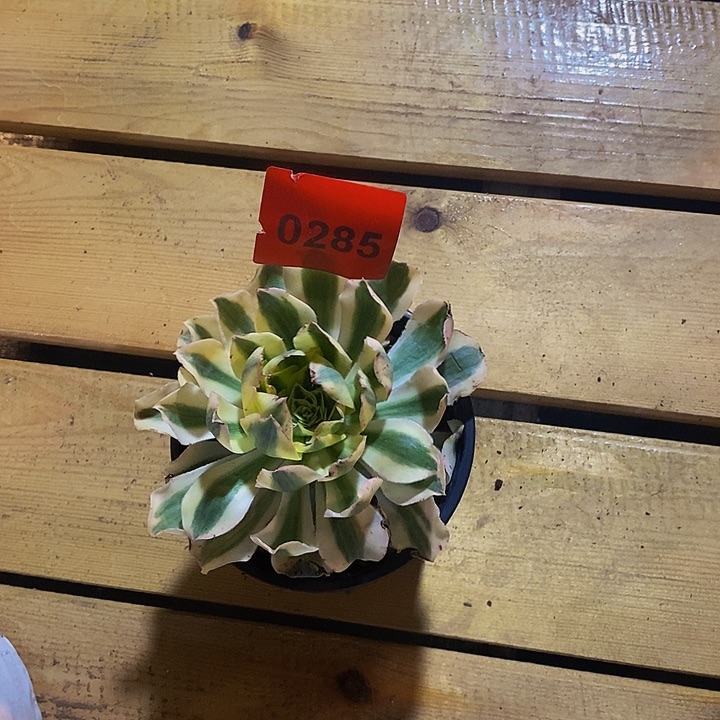 岚*?0285多肉植物绿破