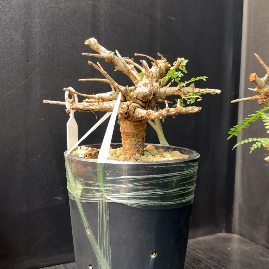 木尼勒达乳香带盆发货