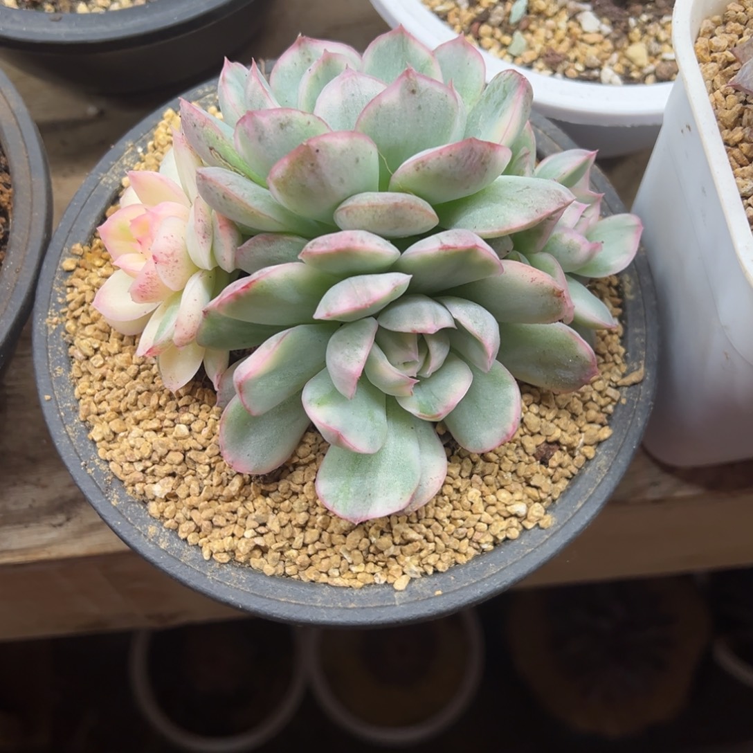 草莓蛋糕锦 夏鸣园艺