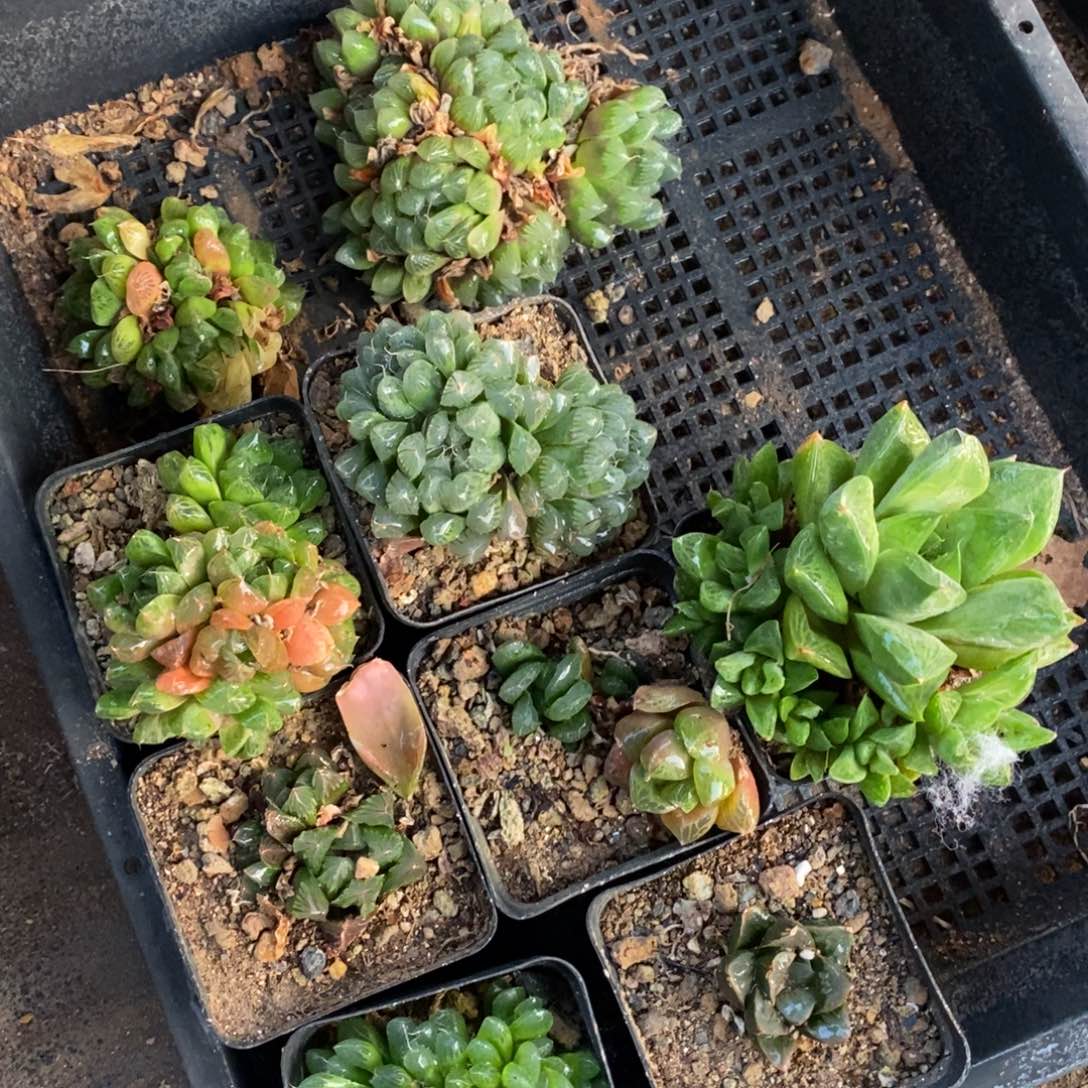 2335 一个实生玉露群 双旦整点福利