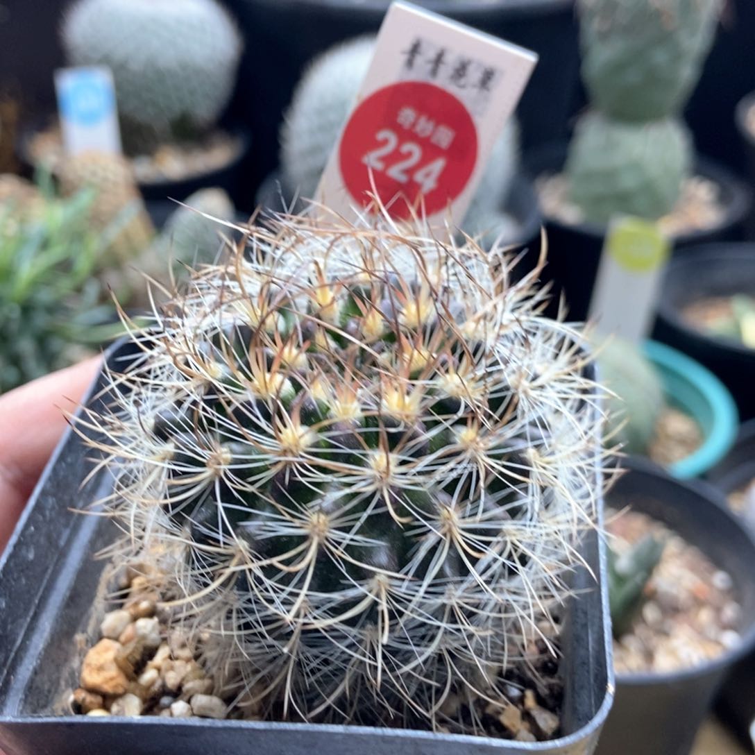  实生狂刺混乱玉4.9cm