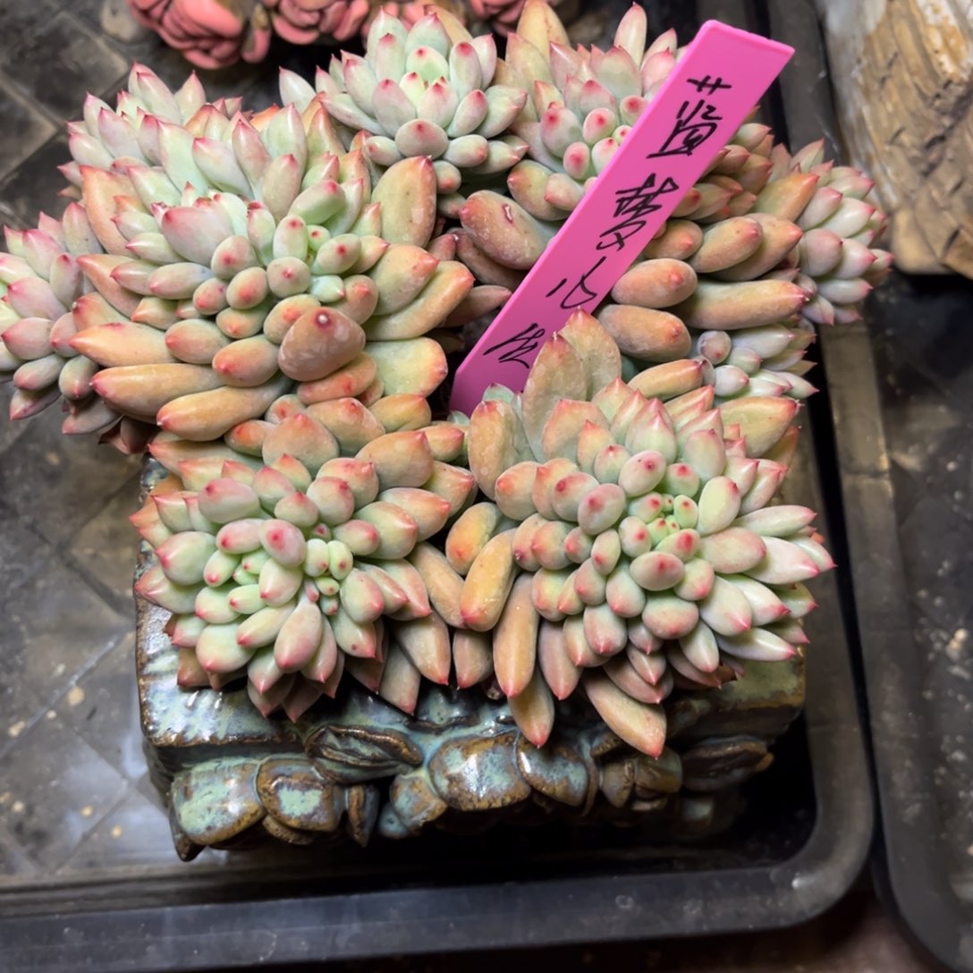 蓝***儿二代鱼脱土发货，，，