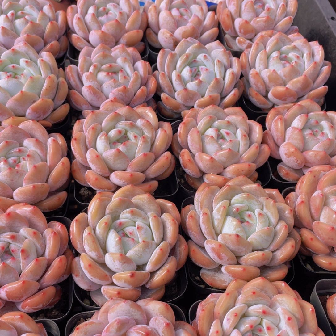 量拍140号 韩版橙梦露大单头一个