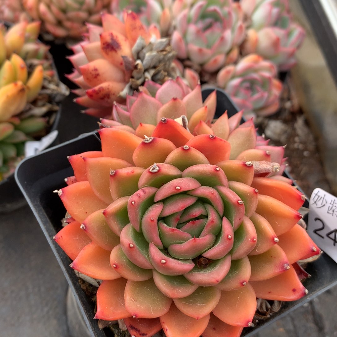 2447杂交精品基地11厘米