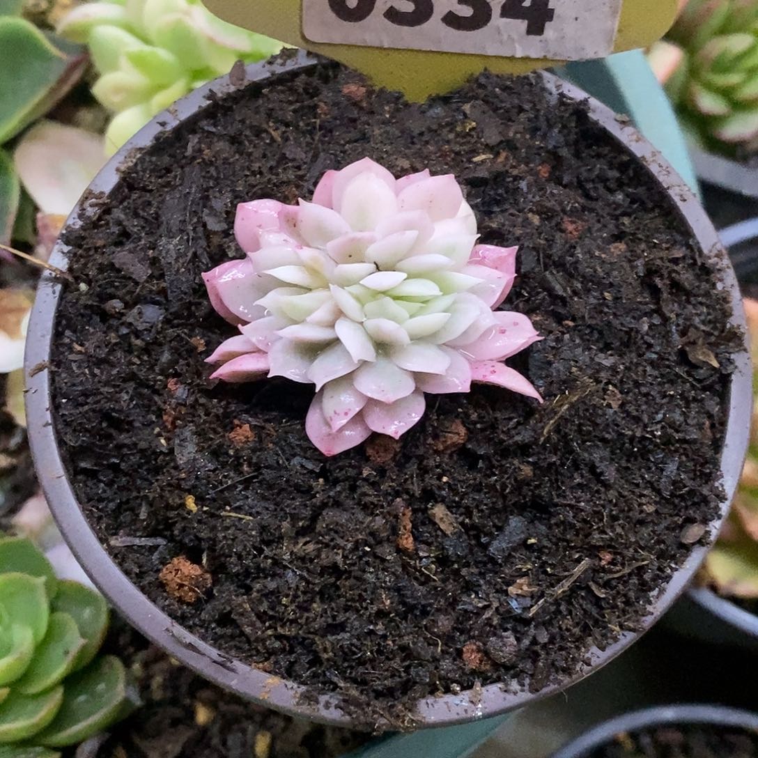 姬***君334寄养哈哈哈哈哈哈