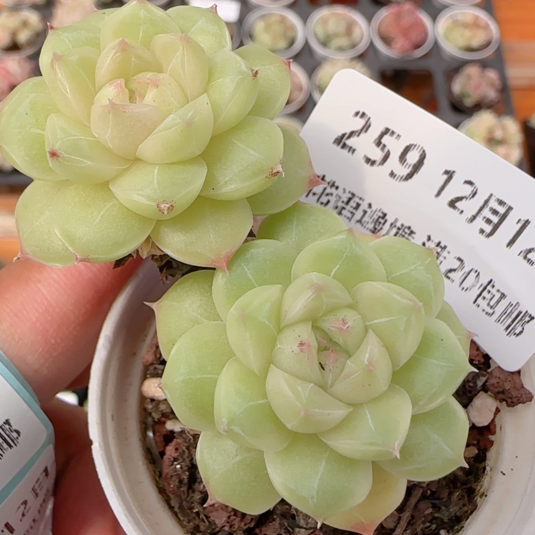 花语多肉1212-259女王散