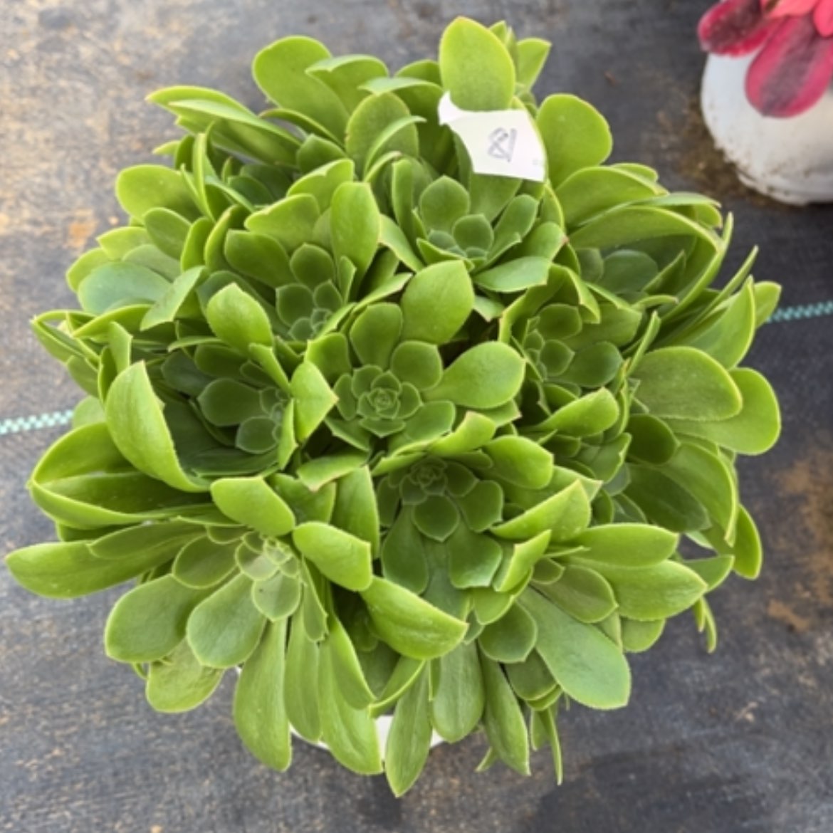 【闪购商品】81绿玫瑰多肉法师