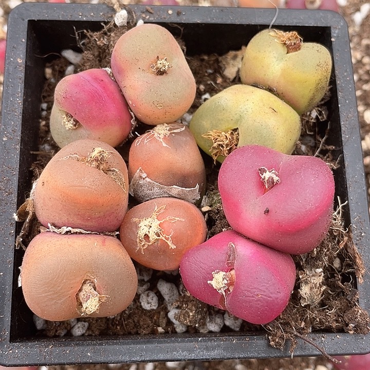 5颗周正双头毛毛。         