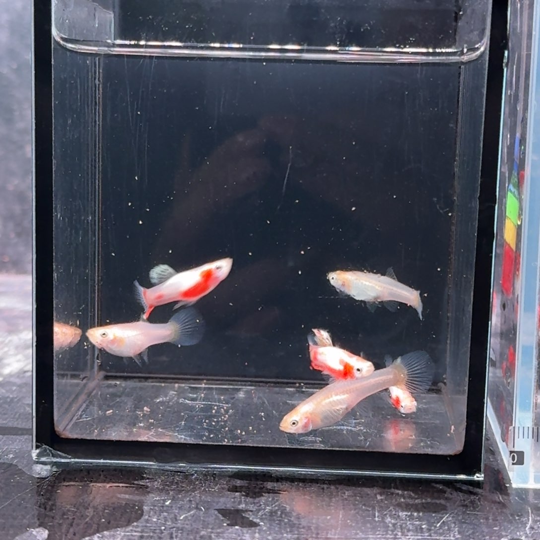 孔雀鱼风*草法兰星2对