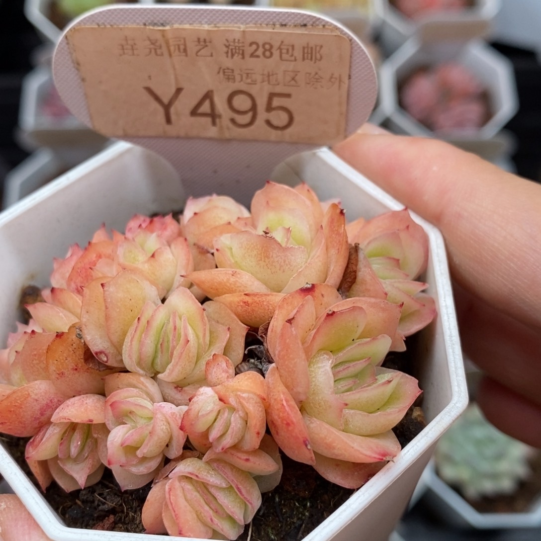 0495 冰玫瑰群 6cm