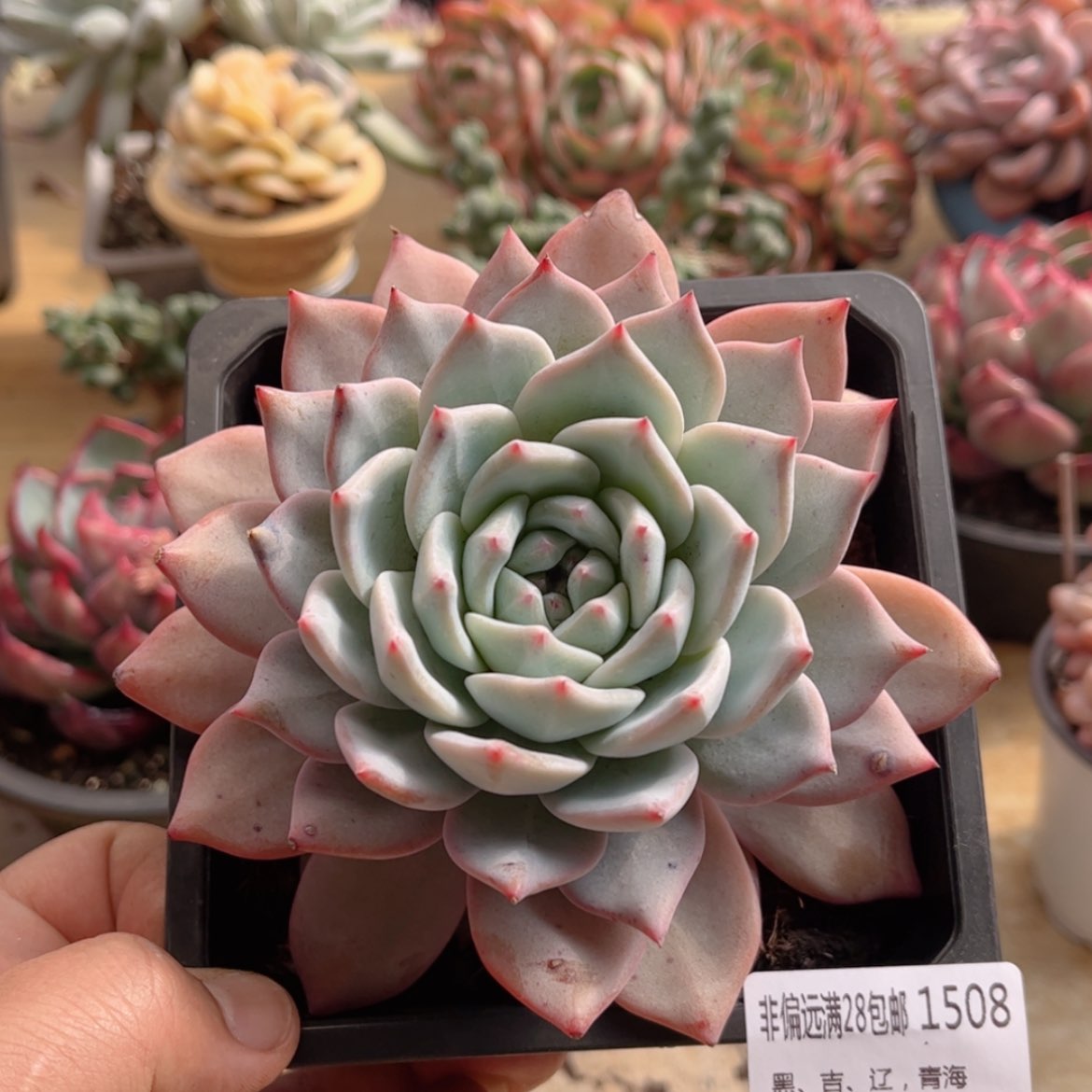 【闪购商品】1508粉蓝鸟